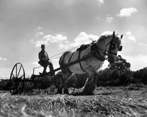 Fields Prints: Haymaking at Birling. June 1944 P04514