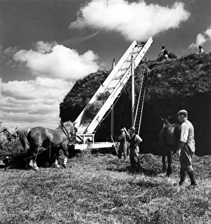 Crops Prints: Haystacking in Hampshire, The first crop of clover is stacked at Chilbolton near