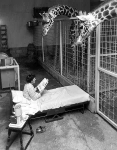 Head zoo-keeper Miss Irene Carley keeps an overnight watch on expectant mother Sorbo