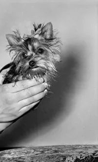 You have heard of lap dogs well Fifi here is smaller than the average Yorkshire Terrier