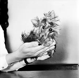 You have heard of lap dogs well Fifi here is smaller than the average Yorkshire Terrier