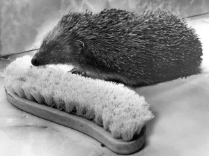 This hedgehog is looking for company and has mistaken this scrubbing brush as a friend