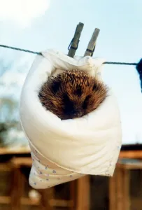 Core03 Prints: A hedgehog on the washing line: this little fellow was hung up on the line inside a