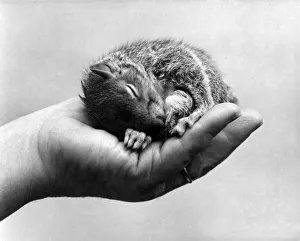 Small Prints: Helping hand for Tinker the squirrel. Cradled in the plam of a friendly hand