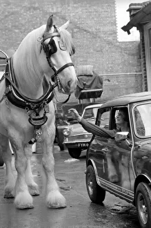 Hengist the shire horse talking to a woman driving a mini car. May 1975