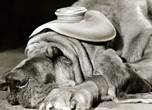 Henry the Blood Hound dog asleep with a hot water bottle on his head to cure his headache
