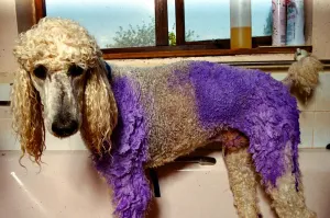 Henry the Violet Poodle has his fur dyed - May 1992 A©Mirrorpix