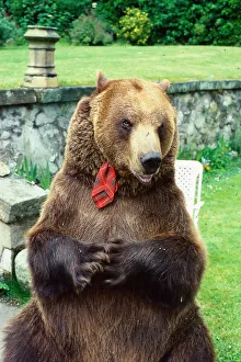 00590 Prints: Hercules the bear July 1985 owned by Andy Robin and Maggie Robin O /s C / T Andy Robin
