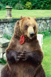 Bear Prints: Hercules the bear July 1985 owned by Andy Robin and Maggie Robin wearing a tartan