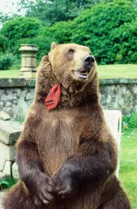 Hercules the bear July 1985 owned by Andy Robin and Maggie Robin wearing a tartan