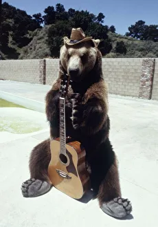 Wildlife Prints: Hercules the bear strums a guitar cowboy style in Hollywood May 1983
