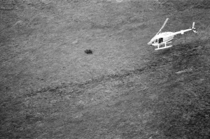 00513 Prints: Hercules The Bear, tracked down and captured on the waste moorlands of North Uist