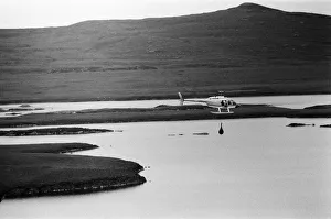 00513 Prints: Hercules The Bear, tracked down and captured on the waste moorlands of North Uist