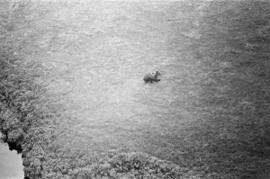 00513 Prints: Hercules The Bear, tracked down and captured on the waste moorlands of North Uist