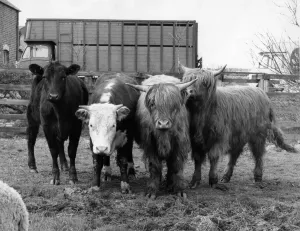00175 Prints: A herd of Highland cattle bought to frighten holidaymakers off a farmers land