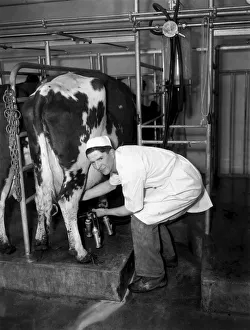 00008 Prints: Herdsman David Worsley seen here in the milking parlour milking a cow. April 1953 D2109