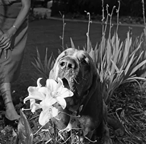 00967 Prints: Heres Colonel the bloodhound with a one track mind