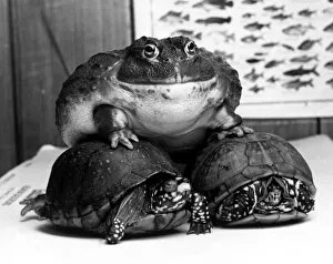 Tortoise Prints: Hermin the South African bullfrog aboard tortoises Sam and Samantha February 1985