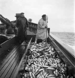 Herring Fishing fleet at Lerwick, Shetland Isles. June 1950 O24442-004