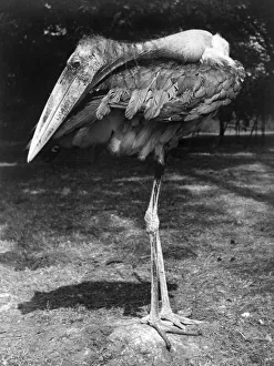 Dejected Prints: Hes called the Adjutant stork and hes storking his prey - edible litter