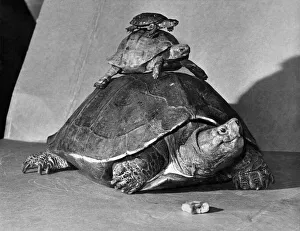 Hey, get off my Back: No, this isn t one of the newest circus animal acts caught