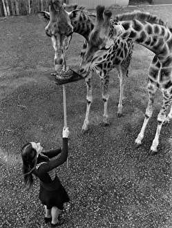 00037 Prints: It was high tea yesterday for two giraffes - both celebrating their 5th birthday