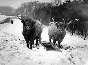 Horns Prints: Some of the Highland Cattle in the snow at Lambton Pleasure Park in March 1979