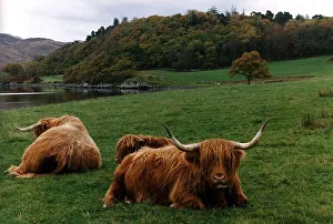 Cattle Prints: Highland cows cattle grazing in field by loch circa 1995