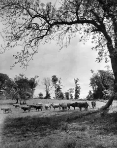 A Highland scene in the County of Kent, showing Highland steers roaming the fields