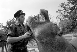 Hippo at Chessington Zoo: Ben the Chessington Zoo Hippopotamus who weighs about 1 ton