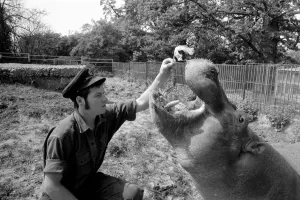 Hippo at Chessington Zoo: Ben the Chessington Zoo Hippopotamus who weighs about 1 ton