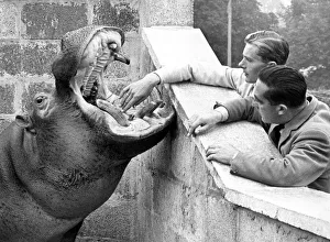 Mouth Prints: Hippo gets his teeth looked at by the Coventry Zoo head keeper and vetinary surgeon