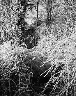 A hoare frost clings to the trees and hedgerows surrounding the sleepy Hertfordshire of