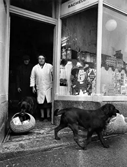 Homeward bound from the shop young Darkie confidently leads the way followed by