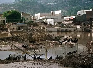 Images Dated 12th November 1998: Honduras Weather Hurricane Mitch Nov 1998 vultures eating rotting flesh