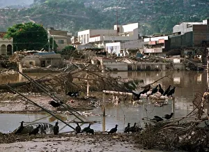 Central America Prints: Honduras Weather Hurricane Mitch Nov 1998 vultures eating rotting flesh