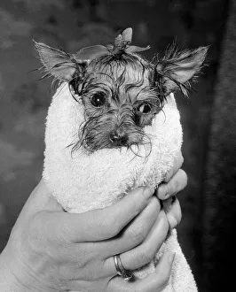 Honeybee the miniature Yorkshire terrier belongs to Mrs Connie Hutchin of Lorne Road