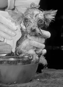 00150 Prints: Honeybee the miniature Yorkshire terrier belongs to Mrs Connie Hutchin of Lorne Road
