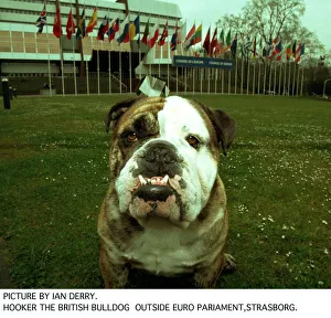 Bulldog Prints: Hooker The British Bulldog Outside Euro Parliament in Strasbourg who tried to ban