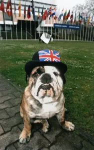 Flags Prints: Hooker the British Bulldog, pictured outside the European Parliament in Strasbourg