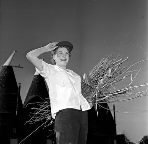Hops Prints: Hop picker Iris Sullivan at work in the Kent countryside September 1954
