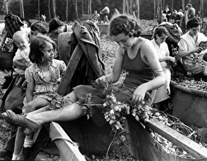 Core53 Prints: Hop picking in progress in the Kent Country Women hard at work with branches of
