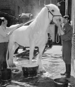 Grooming Prints: Horsa the horse having his beauty treatment before taking part in Quenn Elizabeth II