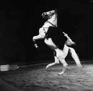 A horse act at Bertram Mills Circus. 19th December 1958