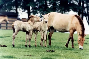 Foals Prints: Horse family - Przewalskis Foals at Whipsnade Wild Animal May 1994