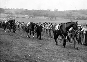 Point To Point Prints: Horse Racing - Point-To-Point - Horses being lead out before a race - 1957