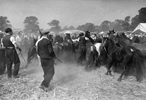 Horse sale at Barnet Fair. At the Barnet Fair Horse Sales many of the horses are unbroken