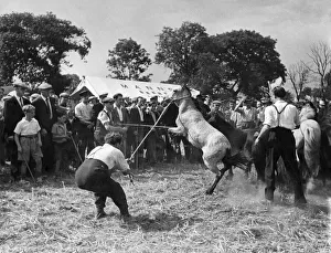 Horse Sale at Barnet Fair: The Bernet Fair Horse Sales many of the horses are unbroken