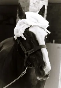 A Horse wearing a hankerchief on head - July 1983 Weather - Hot Sunny