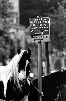 00363 Prints: These horses are flouting the rules on (mane) street at the Appleby Horse Fair in